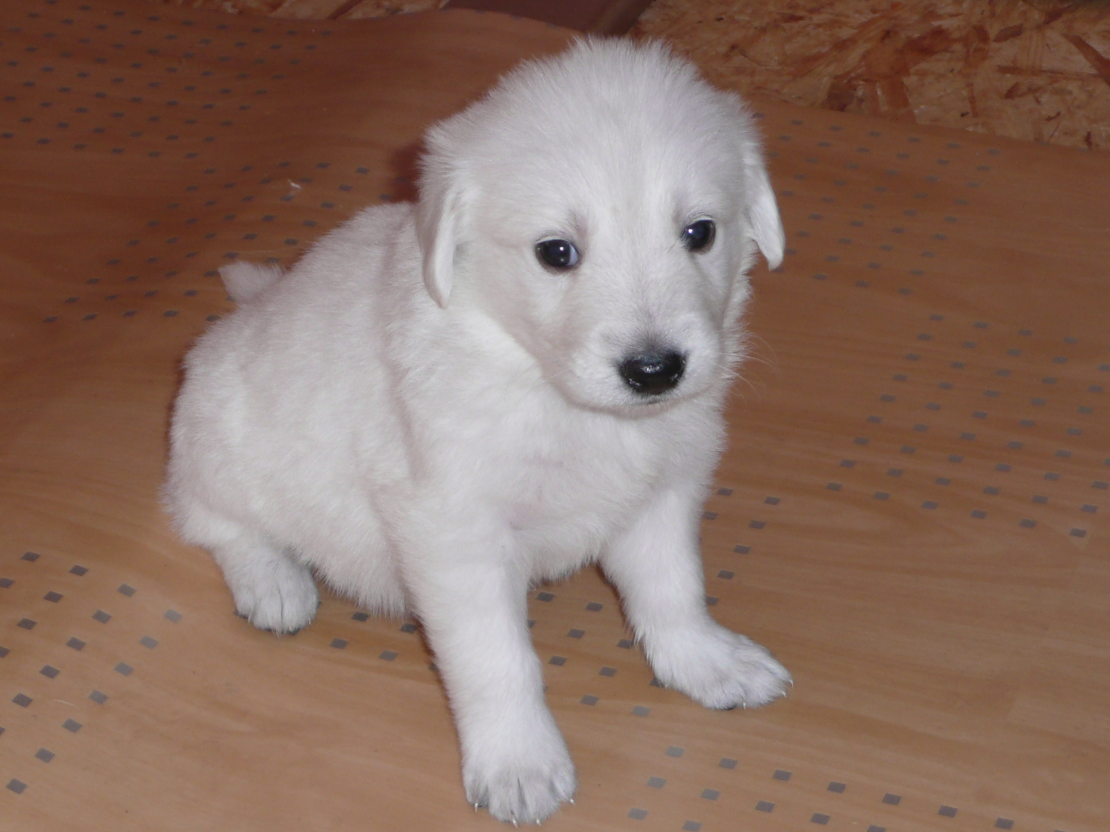 Sandy (Golden Retriever, Weisser Schweizer Schäferhund) Golden Retriever Weisser Schweizer Schäferhund 